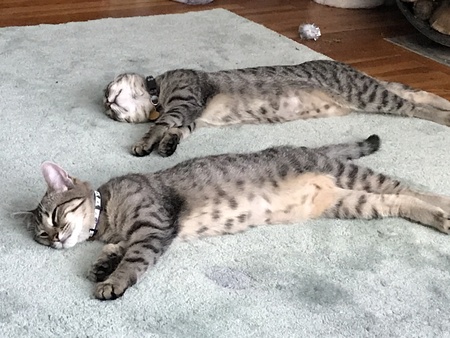 Anoki and Zuki