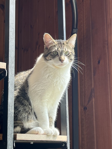 Smudge