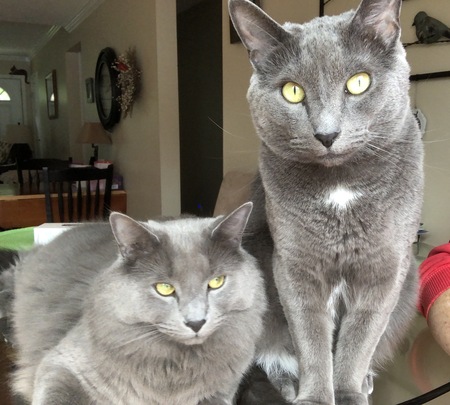 Piston aka Tank and Cosmo