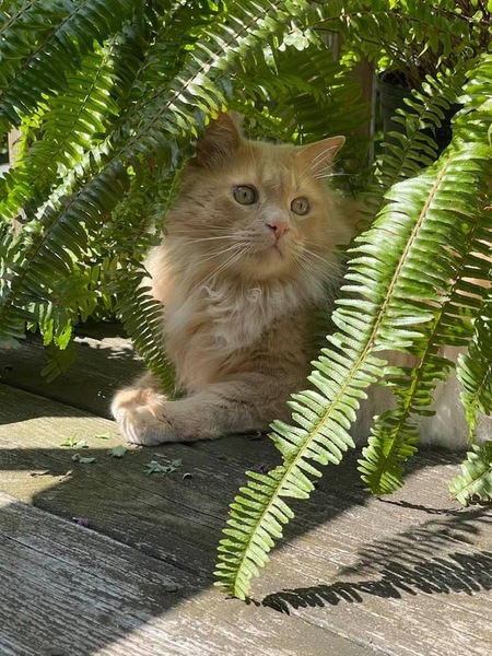 Oliver