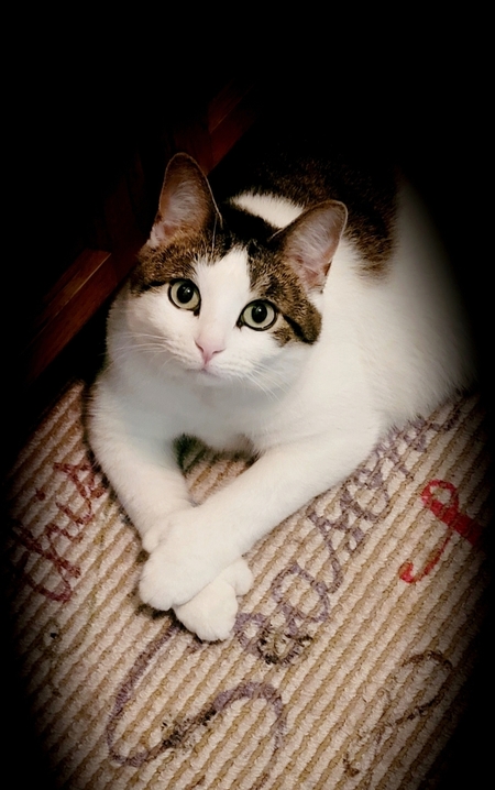 GiGi