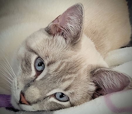 Simon
