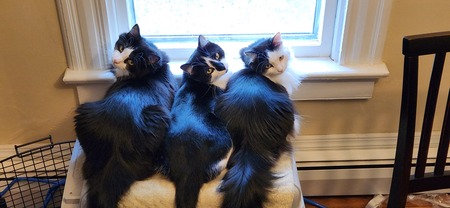 Shiloh, Hadouken, & Ruby
