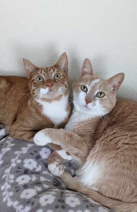 Georgie & Ringo