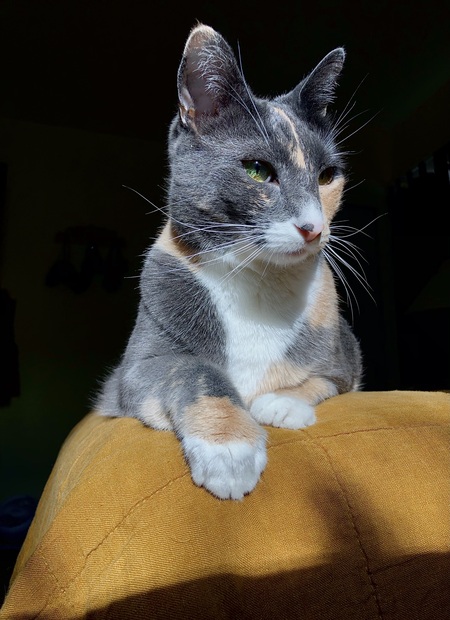 Fig