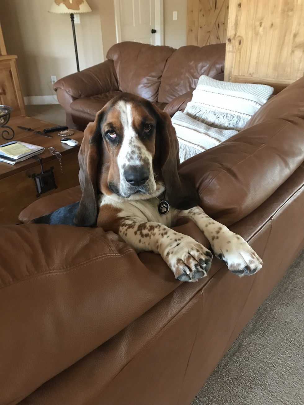Vote for Truman | 2024 GGBR Calendar Contest