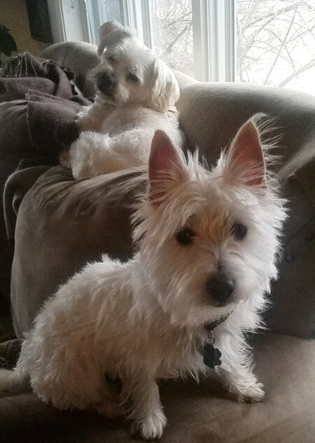 Baby, the wet Westie! Bam Bam in the background