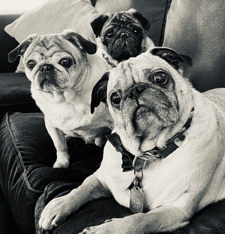 Buddy, Willy and Molly 