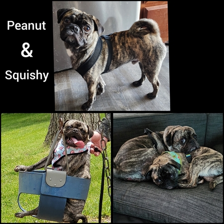 Peanut & Squishy