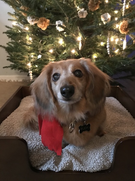 Rudy