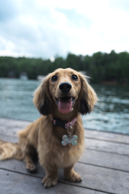 Frankie 