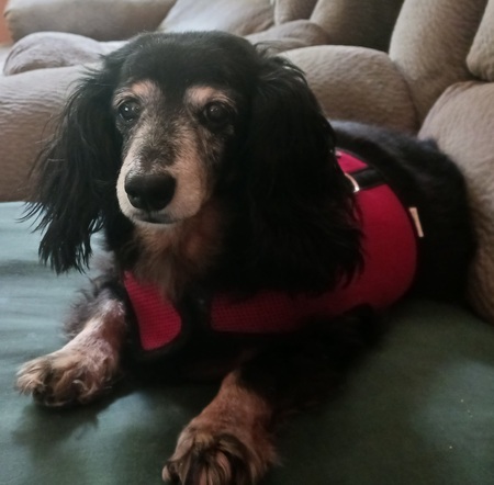 Phoebe