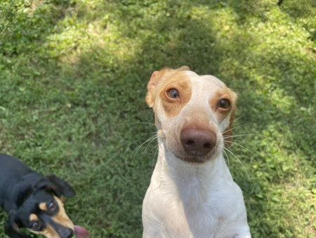 Banjo 