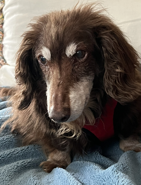 Toby