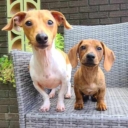 Enzo & Boris