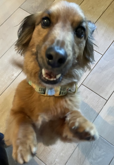 Teddy
