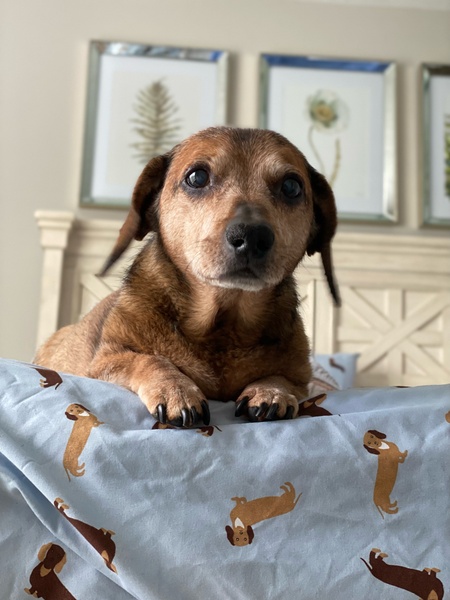 Louie