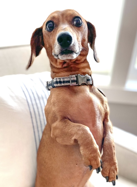 Sammy
