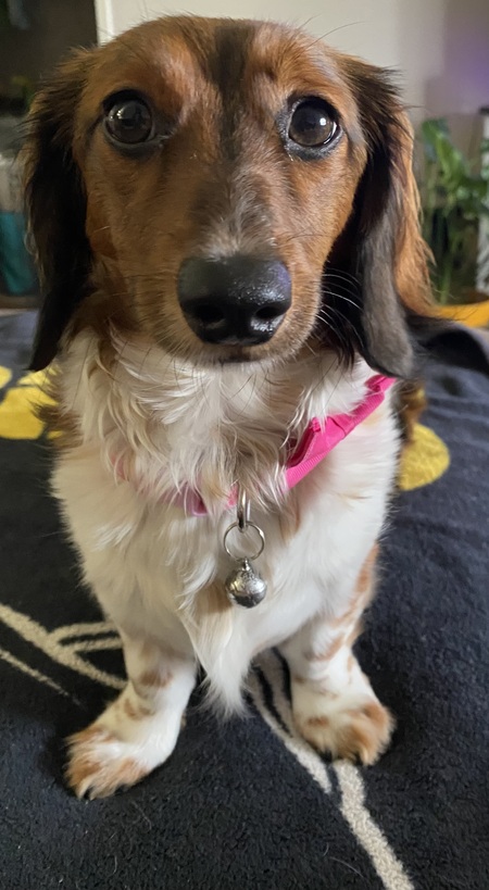 Gracie Belle