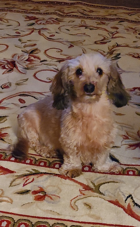 Bailey BooBear