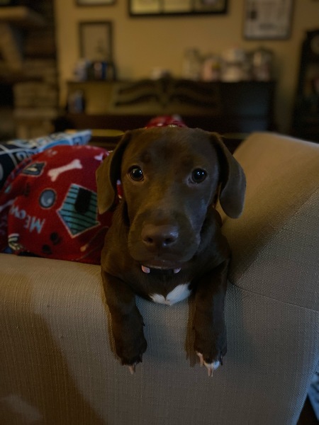 Hazel 
