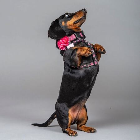 Petunia