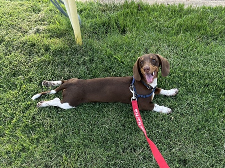Roscoe