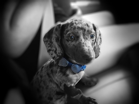 Cooper