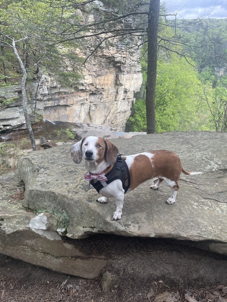 Stella