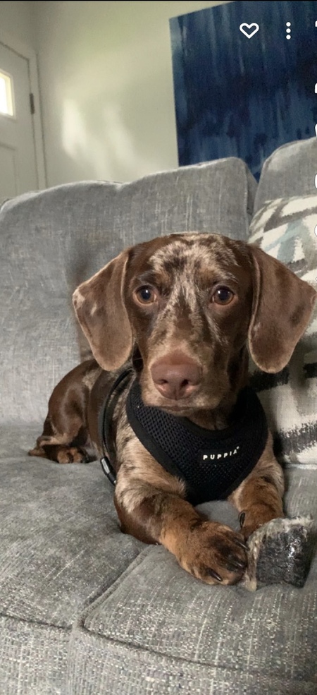 Sausage