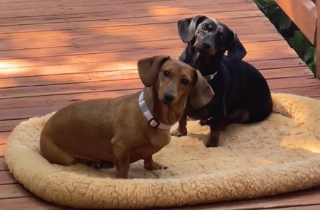 Hattie Mae and Daisy Mae