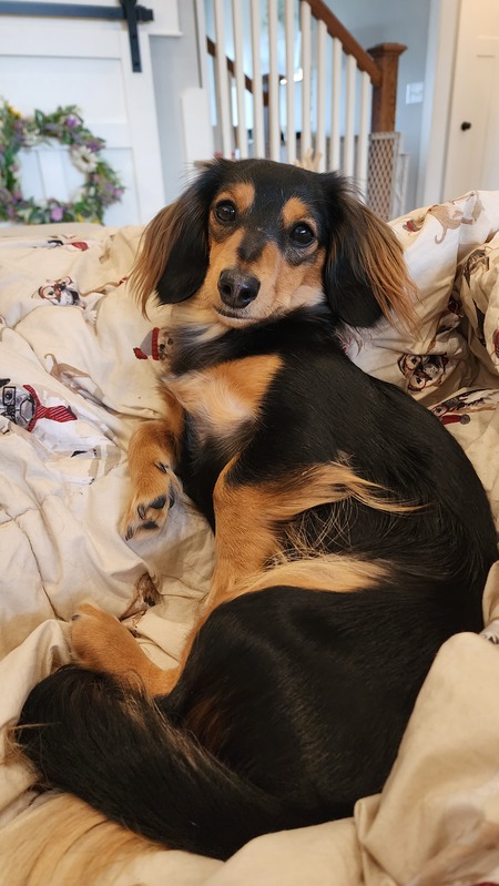 Scout Louise
