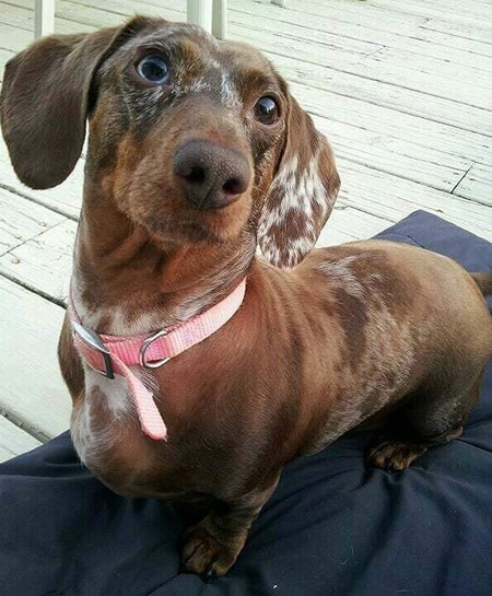 GiGi