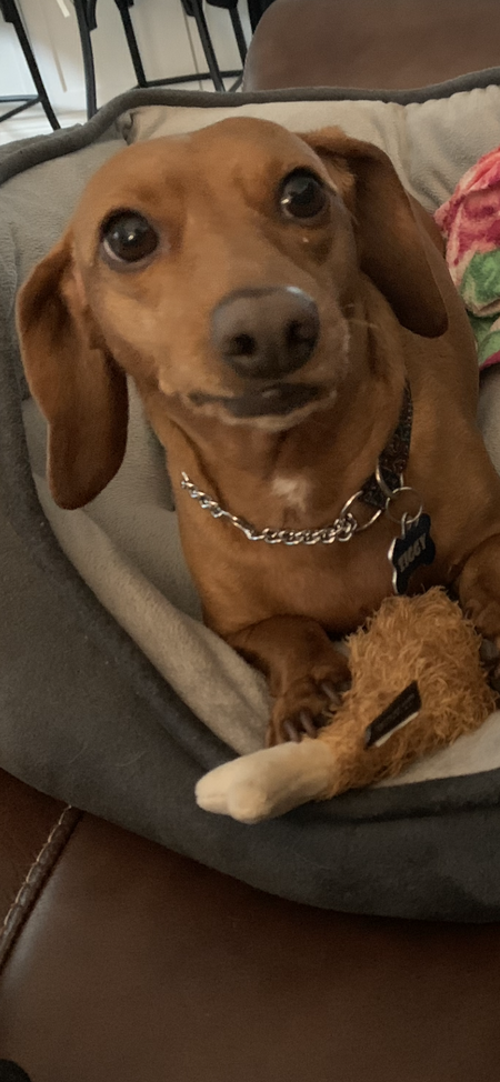 Ziggy