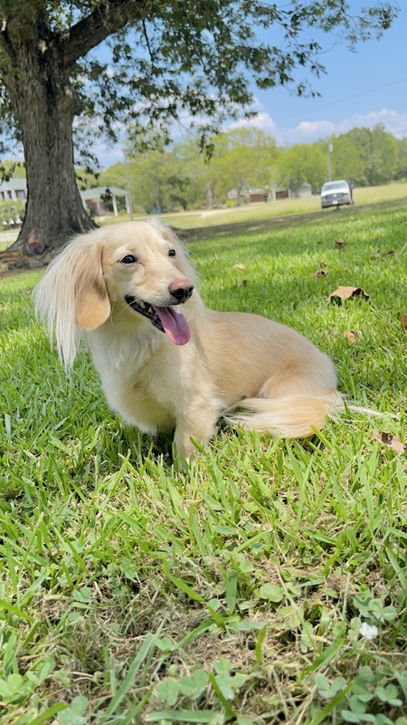 Evie 