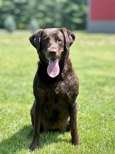 Daisey