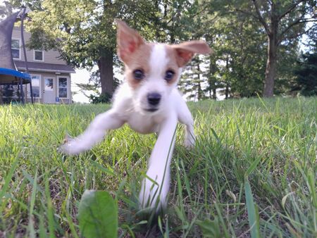 Ollie