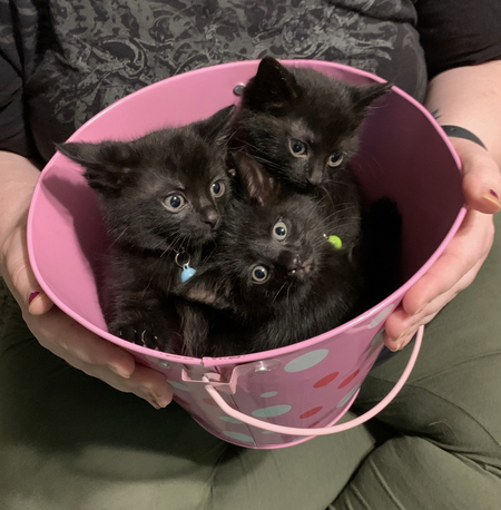 Bucket of Babies