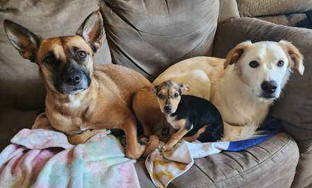 (L to R) ParrsLee, PepperJakk and PappRikka 