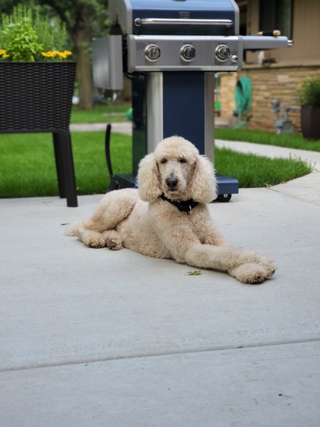 Hank