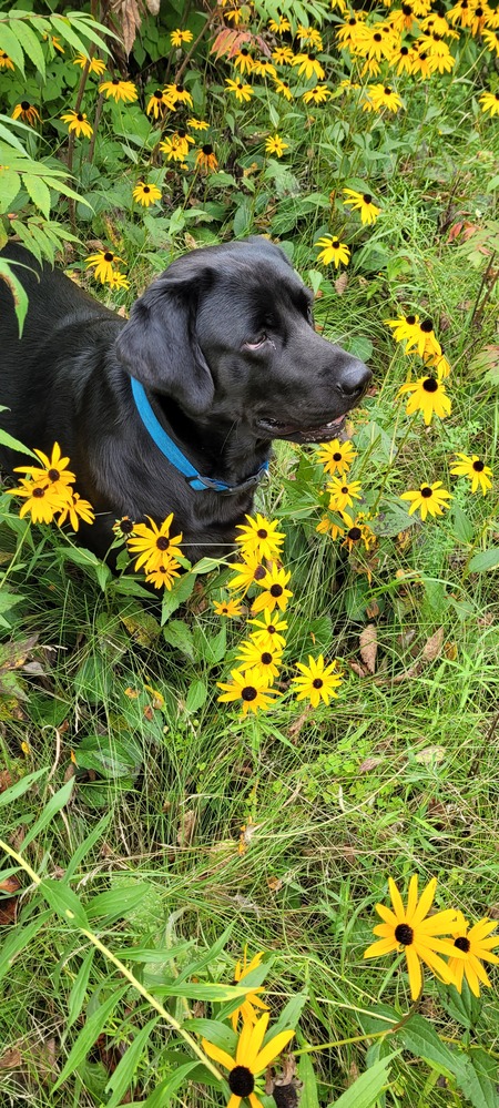 Marcy