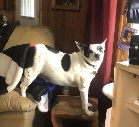 Chevy