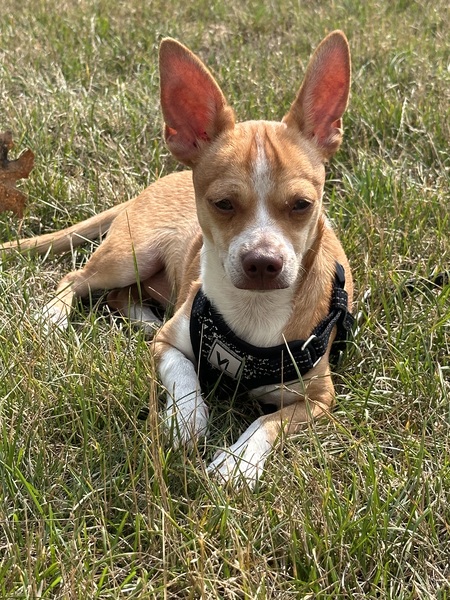 Pancho