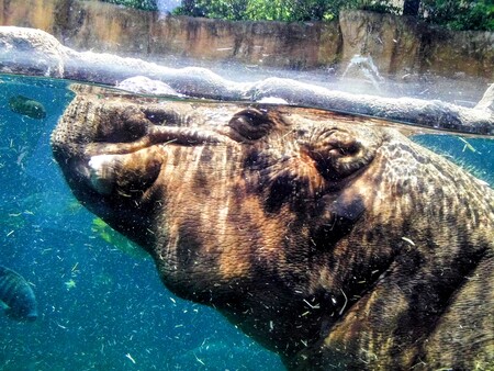 Zoo Hippo