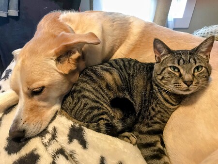 Saige (dog) and Zeus (cat)