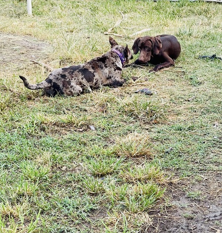 Pookie and Hunter