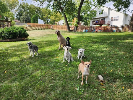 Max, Spot, Whiskey, Auggie, Buster, Niuchi