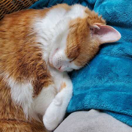 Catsy