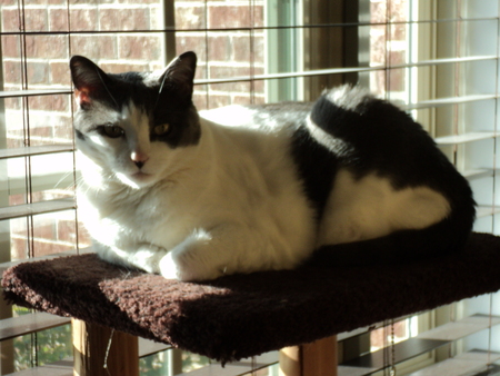 Missy