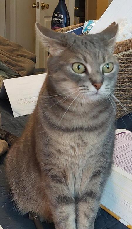 Lil Edna Moo Kitty